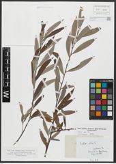 Foto von Salix alba L.